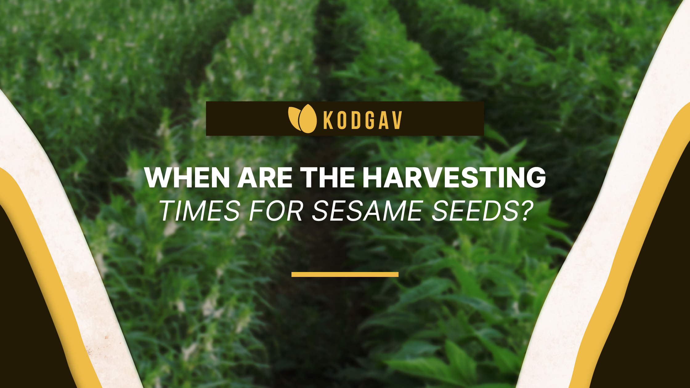 When are the harvesting times for sesame seeds?